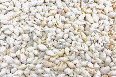 1 Kg Cargols NASSA WHITE
