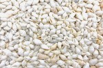 1 Kg Caracolas NASSA WHITE