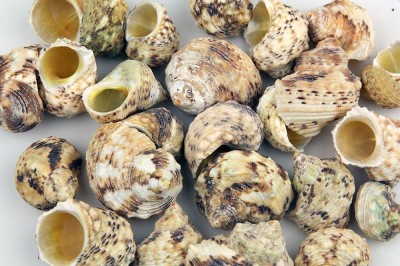 TURBO CHRYSOSTOMUS