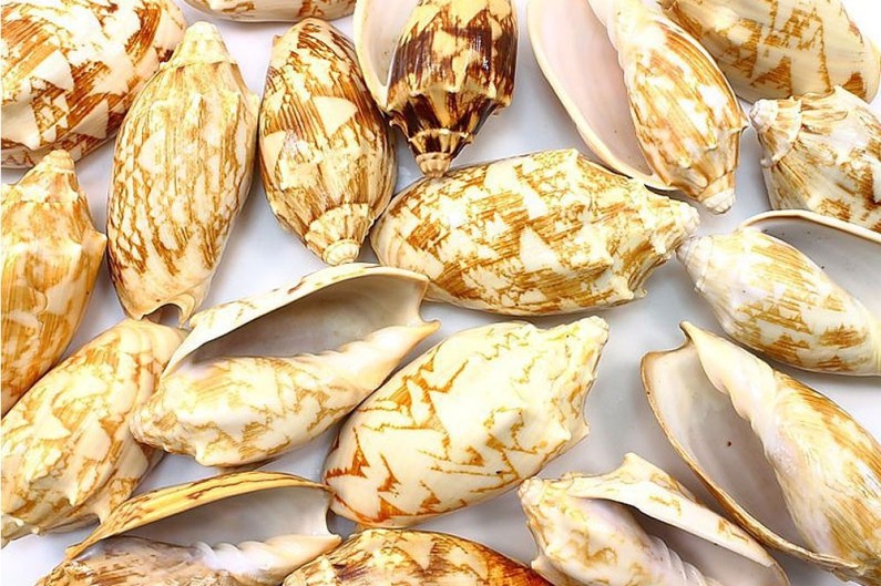 VOLUTA VESPERTILIO mit dem Meeresboden dekorieren