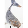 Whale figure