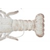 Decoració Paret llagosta