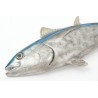 Figura di tonno