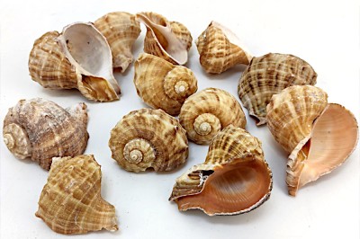 Caracoles de mar