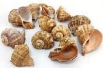 Caracoles de mar