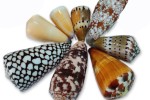 CONUS ASSORTITS