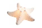 Bougeoirs étoiles de mer
