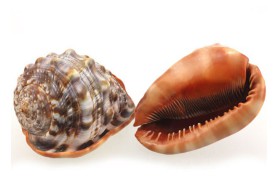 2 uno Cypraecassis rufa