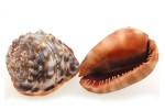 Cargols Cypraecassis rufa