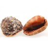 conchiglia Cypraecassis rufa per decorare