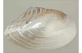 Mussel nácar