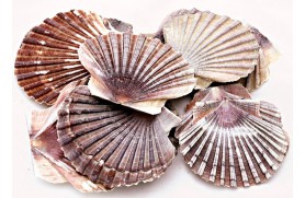 25 uno capesante piatto