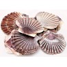 seashell Flat Vieira to decorate