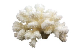 3 uno Pocillop di corallo