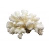 corail Corail Pocillop mer cultivée