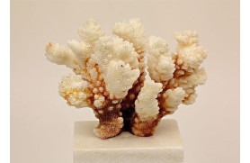 3 un. Coral Pocillopora