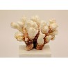 coral Coral Pocillopora de decoració marina