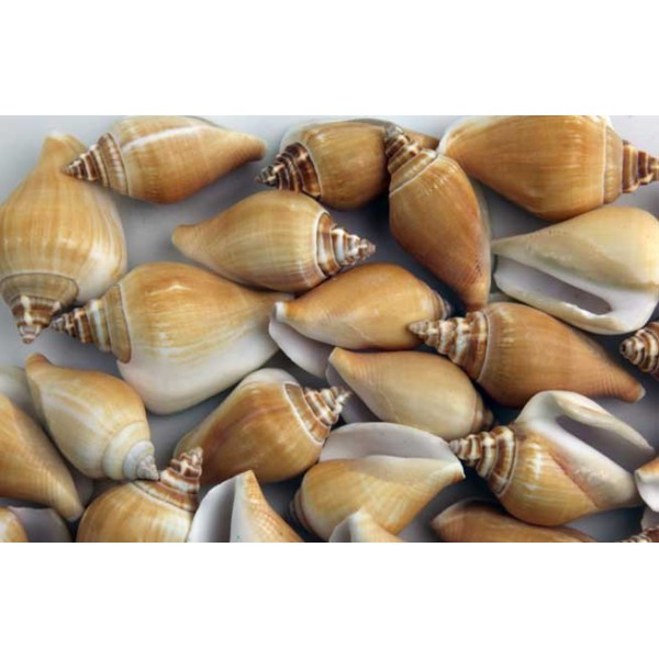 Sea shells for decoration STROMBUS CANARIUM