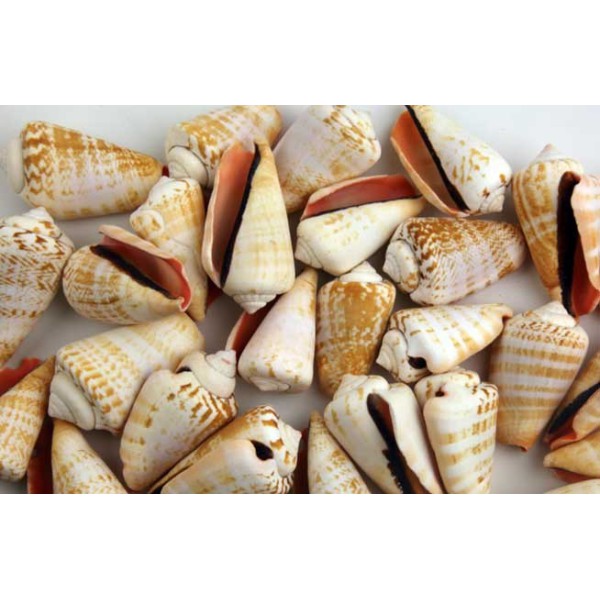 Sea shells for decoration STROMBUS LUHUANUS