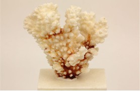 2 Ein. Koralle Pocillopora