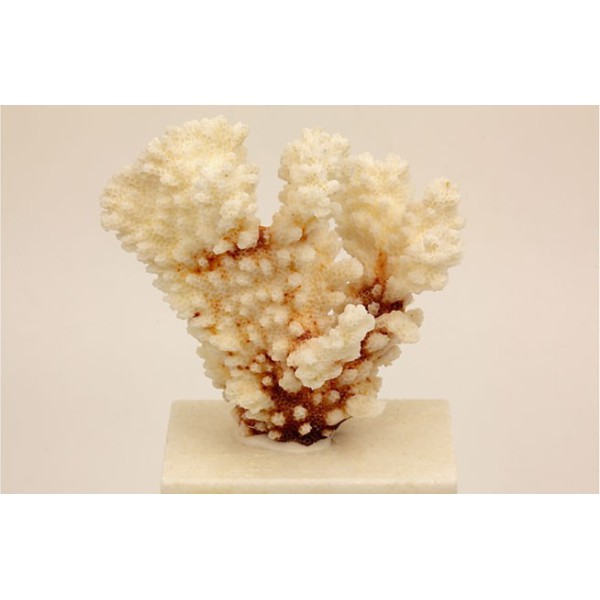 2 un. Corais Pocillopora