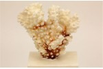 2 un. Corais Pocillopora