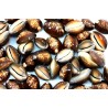 50 un. CYPRAEA CAPUTSERPENTIS
