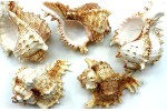 6 un. MUREX RAMOSUS