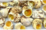 1 Kg. TURBO GOLDMOUTH