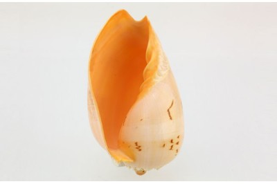 Caracola Melo Diadema