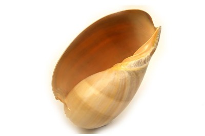 Melo Diadema