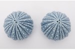 Salt and Pepper shaker Sea urchin