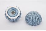 Salt and Pepper shaker Sea urchin