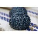 Salt and Pepper shaker Sea urchin