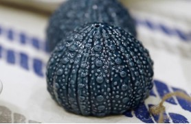 Salt and Pepper shaker Sea urchin