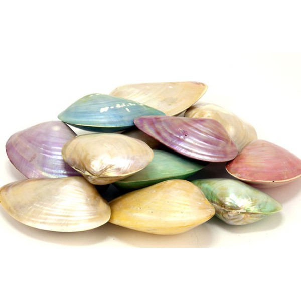 mother-of-pearl shells for decoration and crafts