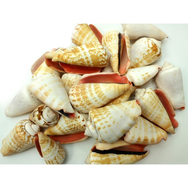 Sea shells for decoration STROMBUS AURISDIANAE