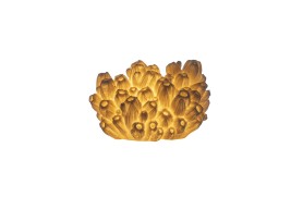 Coral Lamp