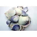 VIOLET CLAM