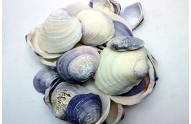 VIOLET CLAM