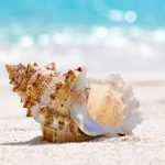 caracola de mar