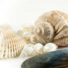 Caracolas de mar, conchas de mar, corales y estrellas de mar