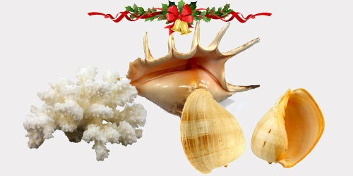 Caracolas para Navidad